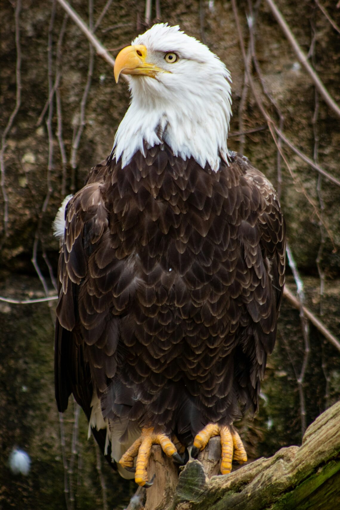 Regal, classic American bald eagle perched on a branch
