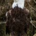 Regal, classic American bald eagle perched on a branch